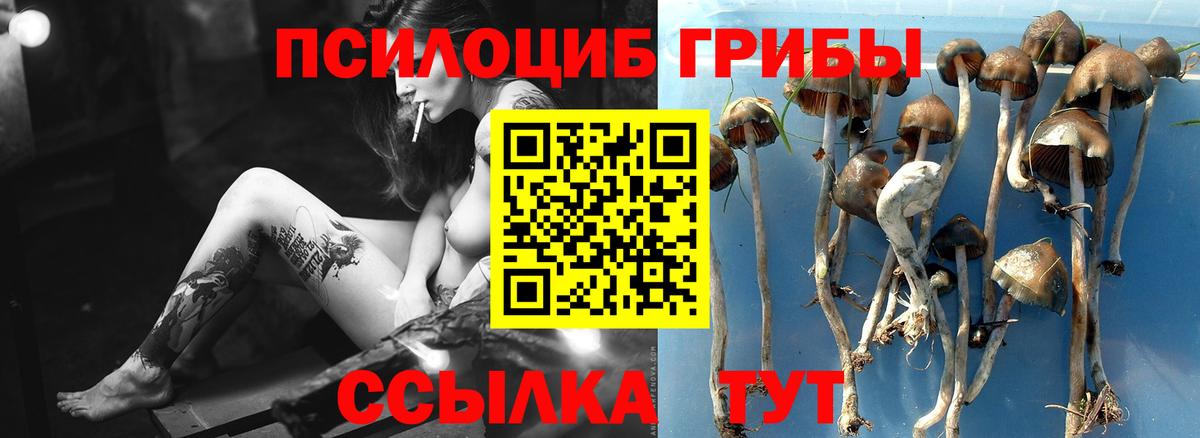 Псилоцибиновые грибы MAGIC MUSHROOMS  цены наркотик  Дербент  Вход с VPN 
